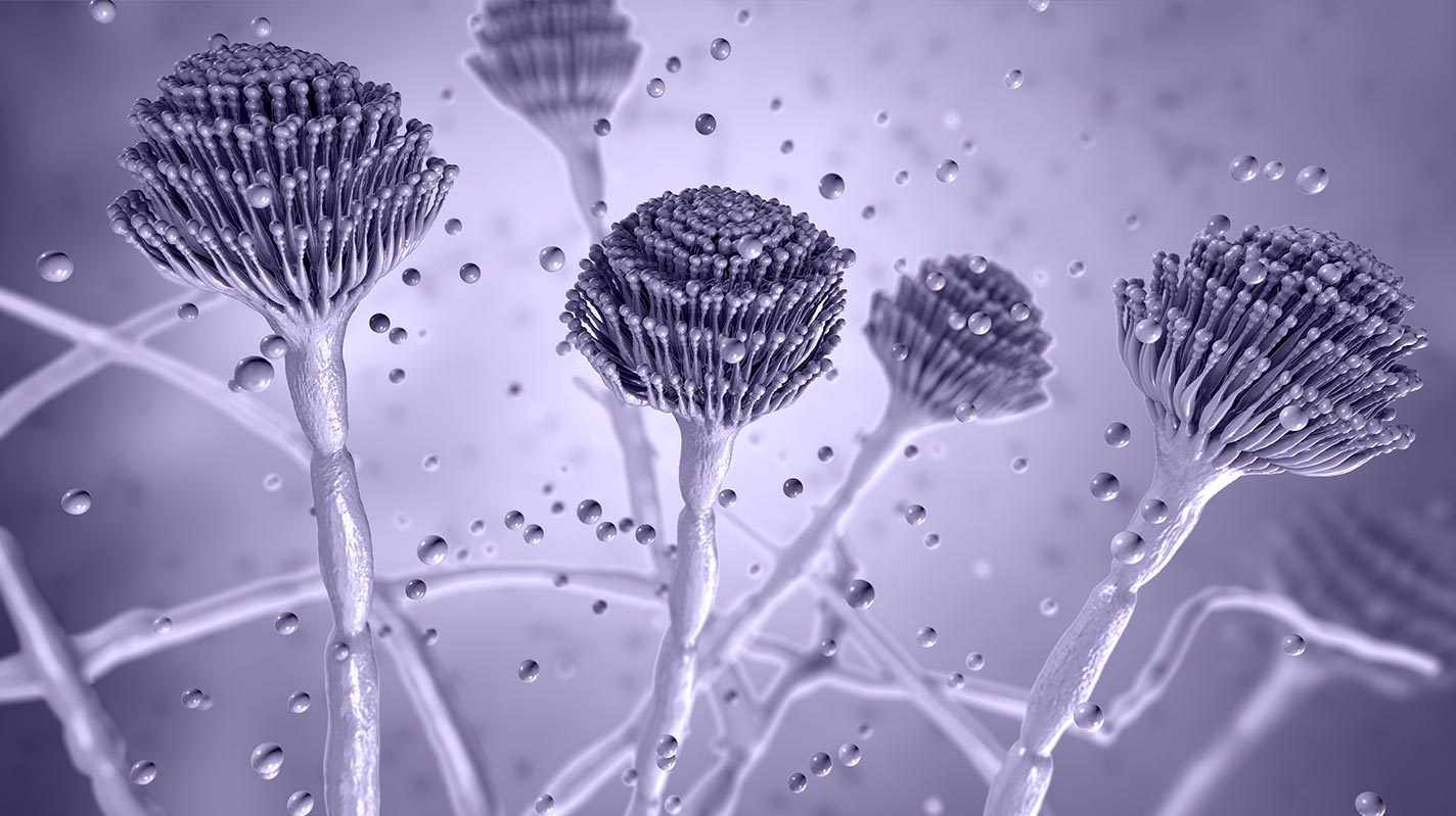 Aspergillus Testing for Cannabis Safety and Quality