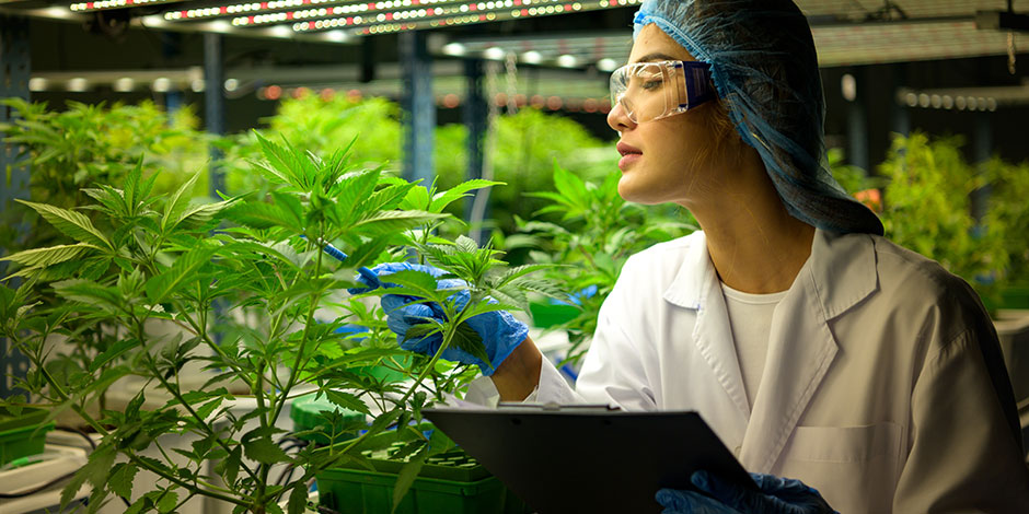 cannabis microbiology lab scientific integrity