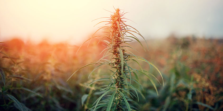 cannabis plant in the sun